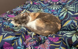 British Shorthair cats for sale: 3 Year Old Peach Calico Female Cat - Image 3