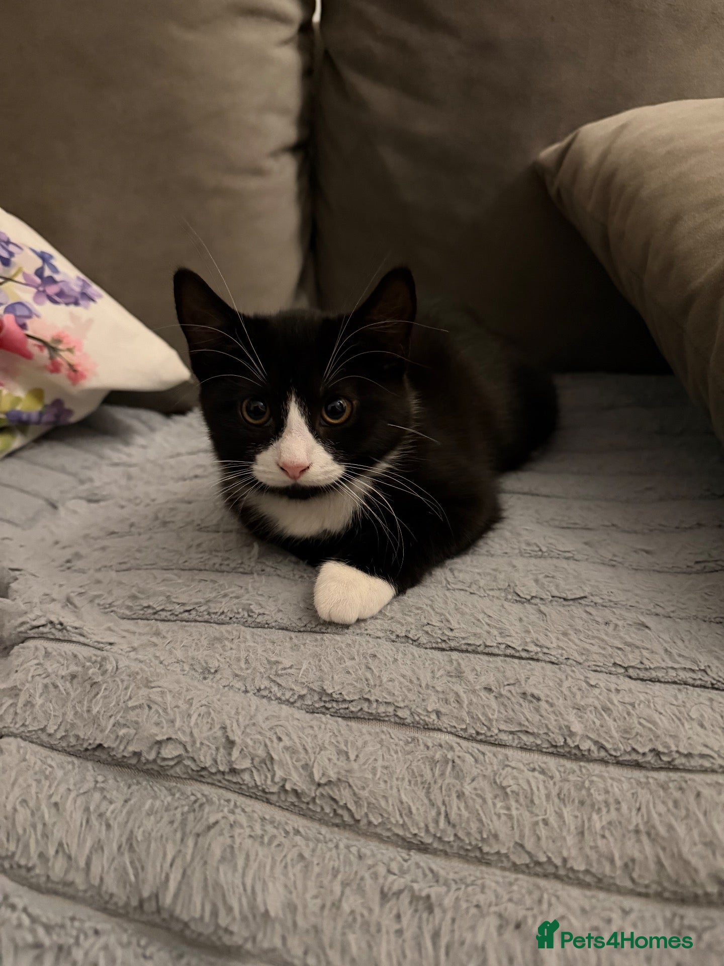 Mixed Breed cats 🐾 Lovely Kittens Looking for Their Forever Homes - Advert 11