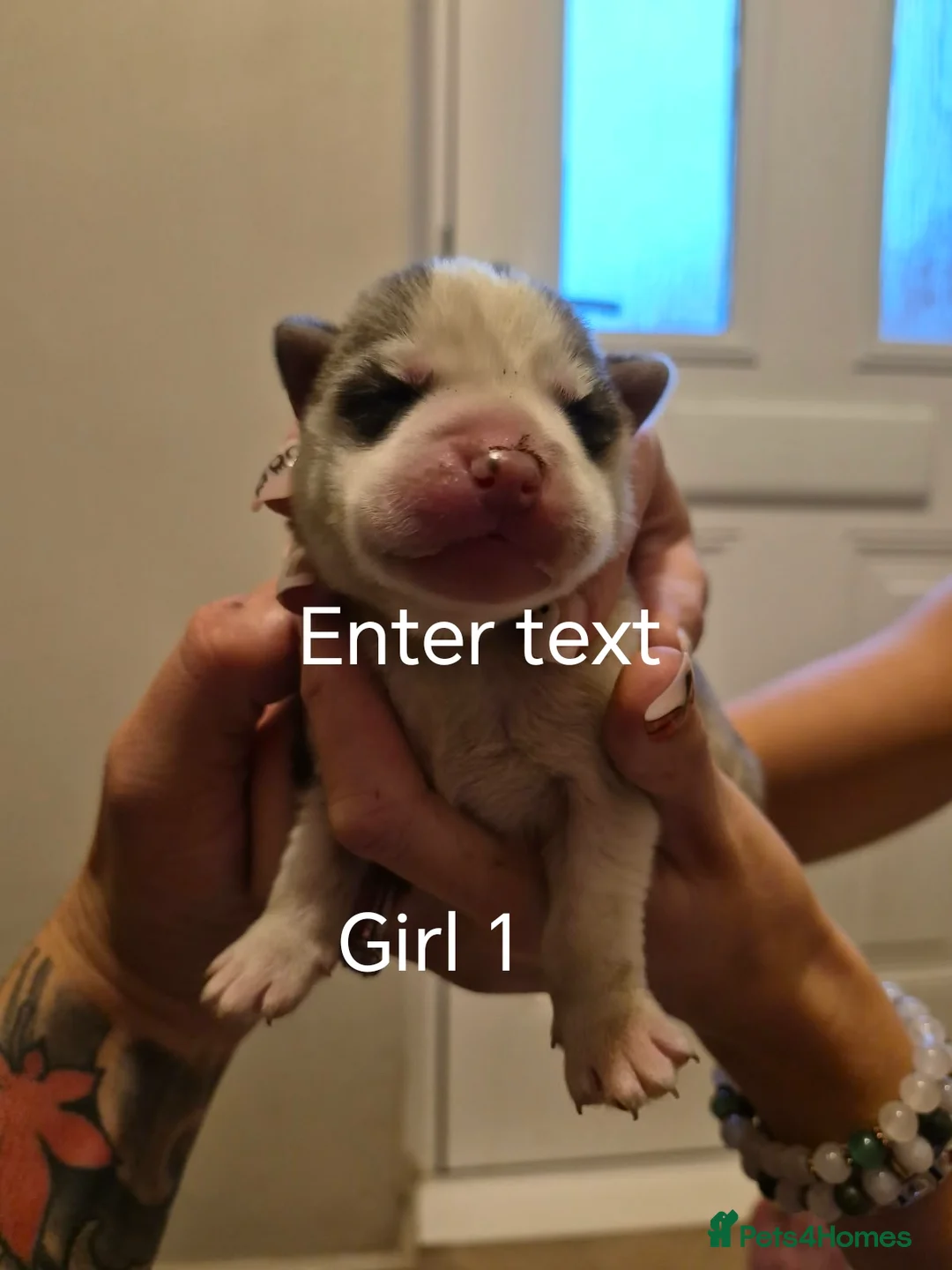 Siberian Husky dogs for sale: Beautiful husky pup for sale  - Advert 20