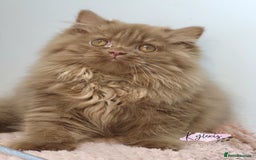 British Longhair cats for sale: Stunning Cinnamon Tica Registered Boy - Image 4