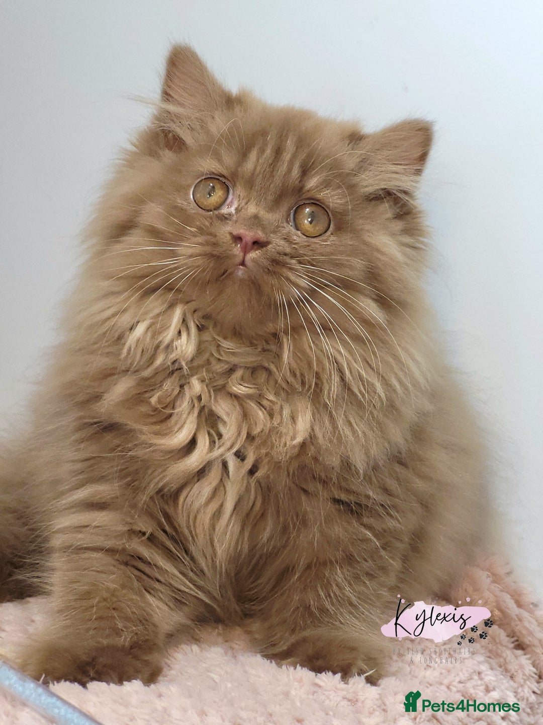 British Longhair cats for sale: Stunning Cinnamon Tica Registered Boy - Image 4