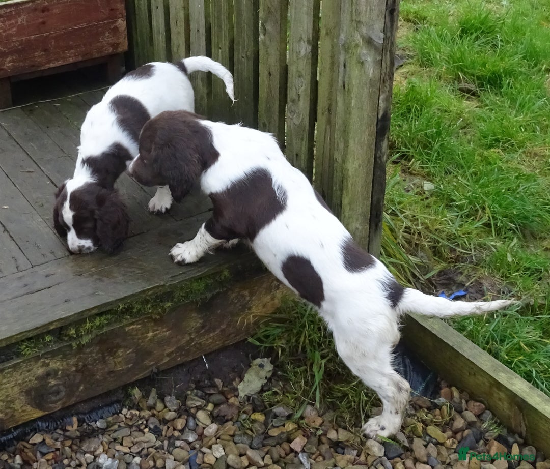 English Springer Spaniel dogs for sale: Gorgeous English Springer Spaniel Puppies  - Advert 21