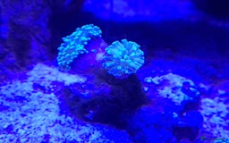 Other/Mixed Breed fish for sale: Saltwater fish - Image 8