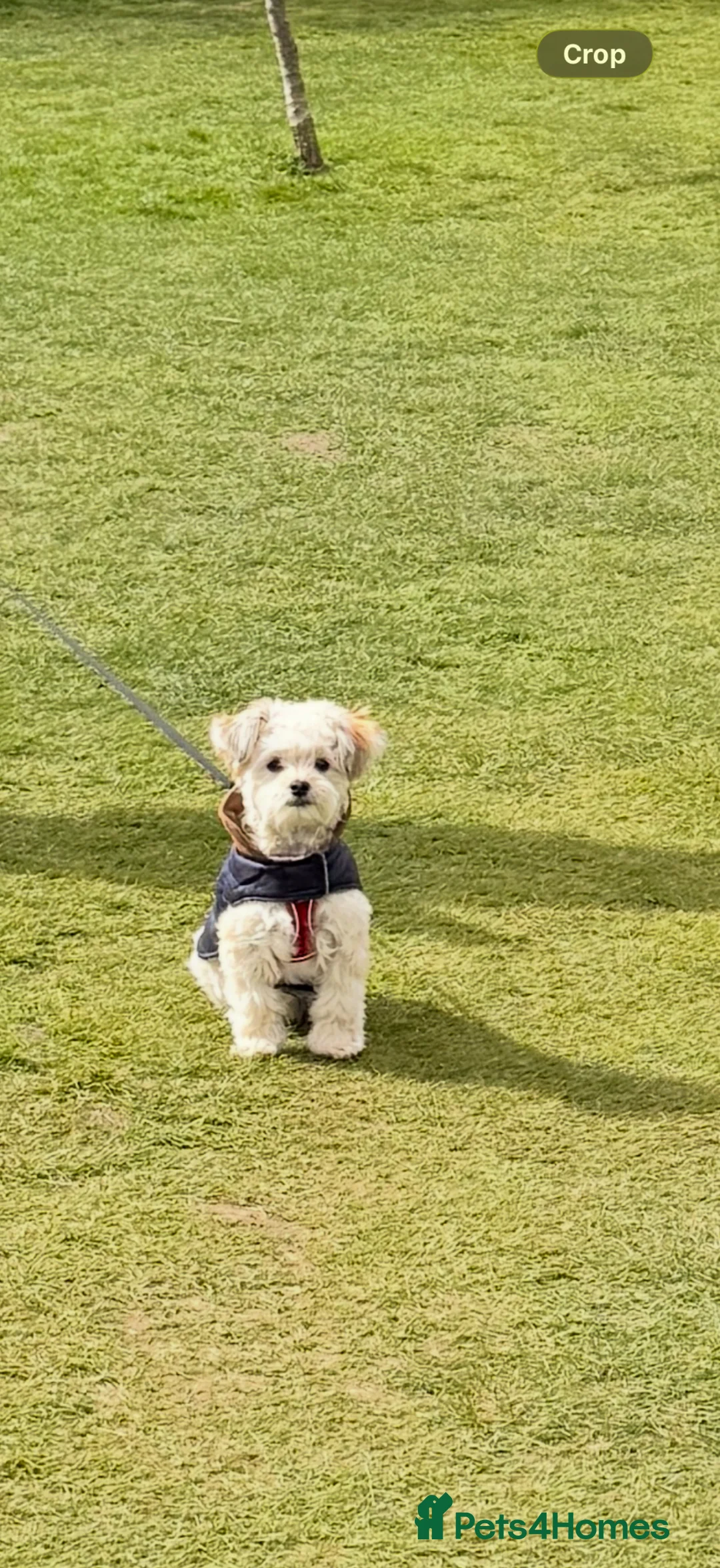 Chorkie dogs for sale: Chorkie for sale  in Aylesbury - Advert 2