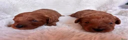 Cavapoo dogs for sale: Gorgeous litter of Cavapoo puppies  in King's Lynn - Advert 34
