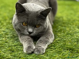 British Shorthair cats handsome british shorthair ready for his stud - Advert 10