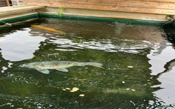 Koi Carp fish for sale: Two Koi Carp - Image 3