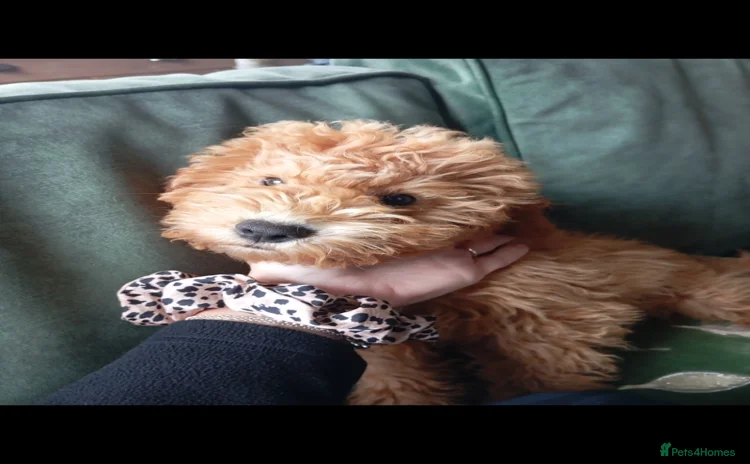 Cockapoo dogs - Advert 10
