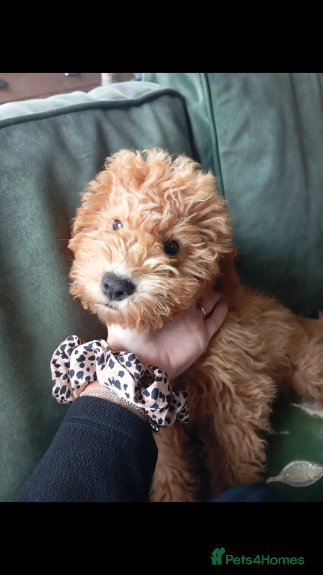 Cockapoo dogs for sale: Beautiful family of cockerpoos - Image 1