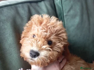 Cockapoo dogs - Advert 11