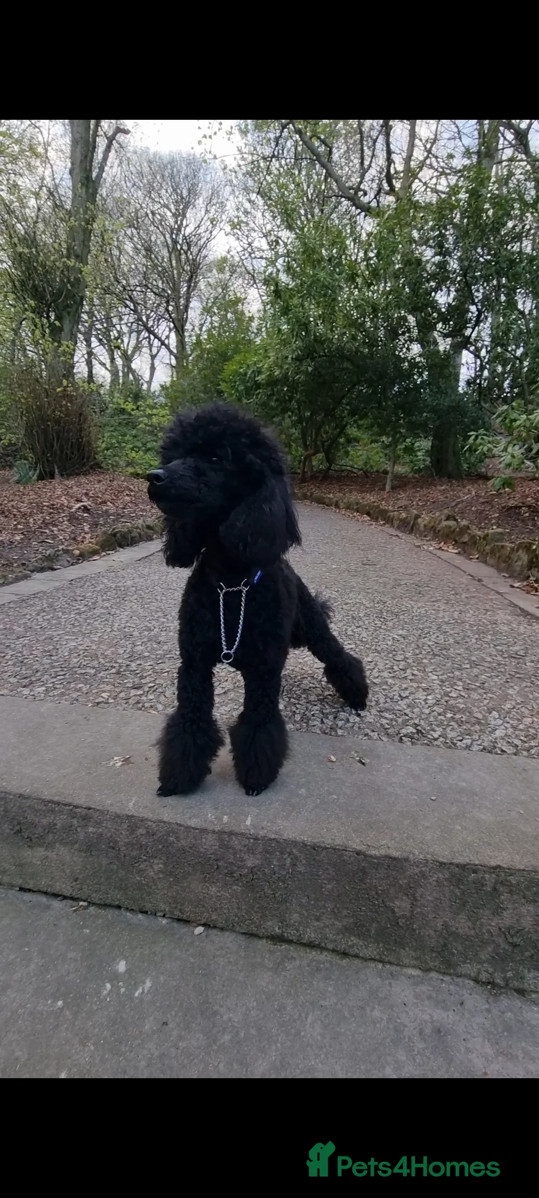 Toy Poodle dogs for stud: Toy poodle stud boy  in Blackburn - Advert 7