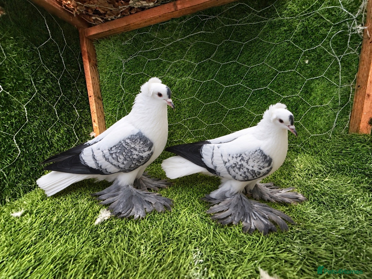Pigeons birds Beautiful Quality Pigeons Healthy & Well Cared For - Advert 1