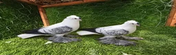 Pigeons birds for sale: Beautiful Quality Pigeons Healthy & Well Cared For - Advert 4