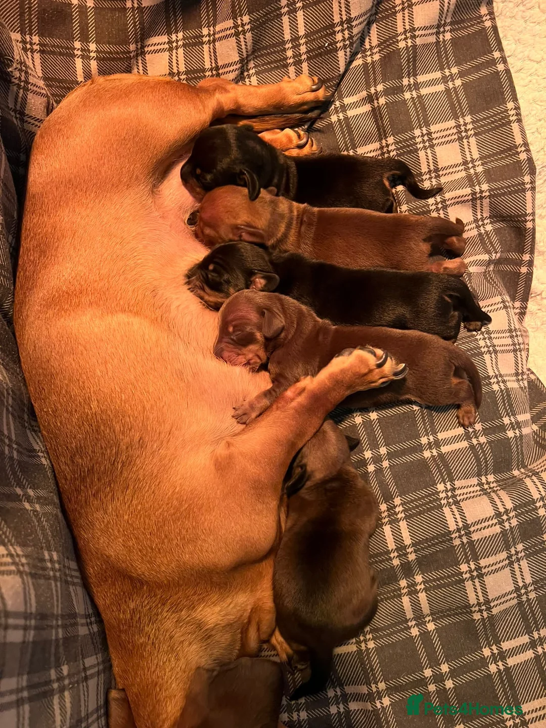 Miniature Dachshund dogs for stud: TINY KC REG HEREDITARY PRA CLEAR PROVEN in Pontefract - Advert 8