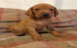 Mixed Breed dogs for sale: Hungarian Vizsla - Image 11