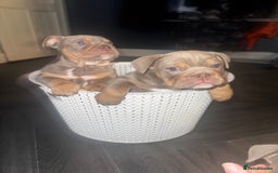 English Bulldog dogs for sale: 2 Lilac Tri english bulldogs - Advert 3