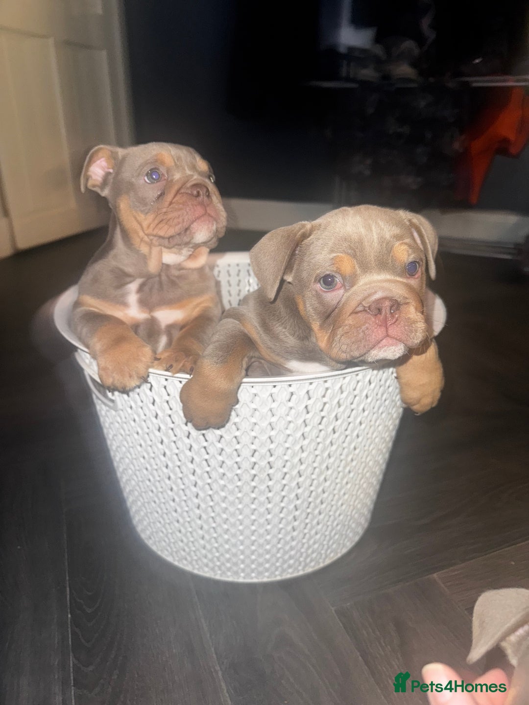English Bulldog dogs for sale: 2 Lilac Tri english bulldogs - Advert 3