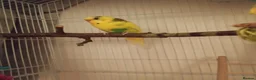 Budgerigars birds for sale: Male and Female Budgie - Advert 4