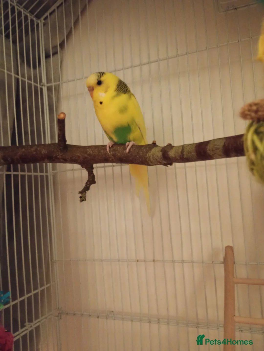Budgerigars birds for sale: Male and Female Budgie - Advert 4
