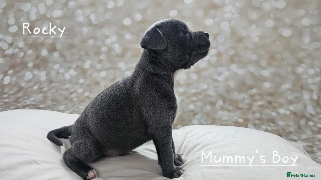 Staffordshire Bull Terrier dogs for stud: Stud  in Godalming - Advert 11