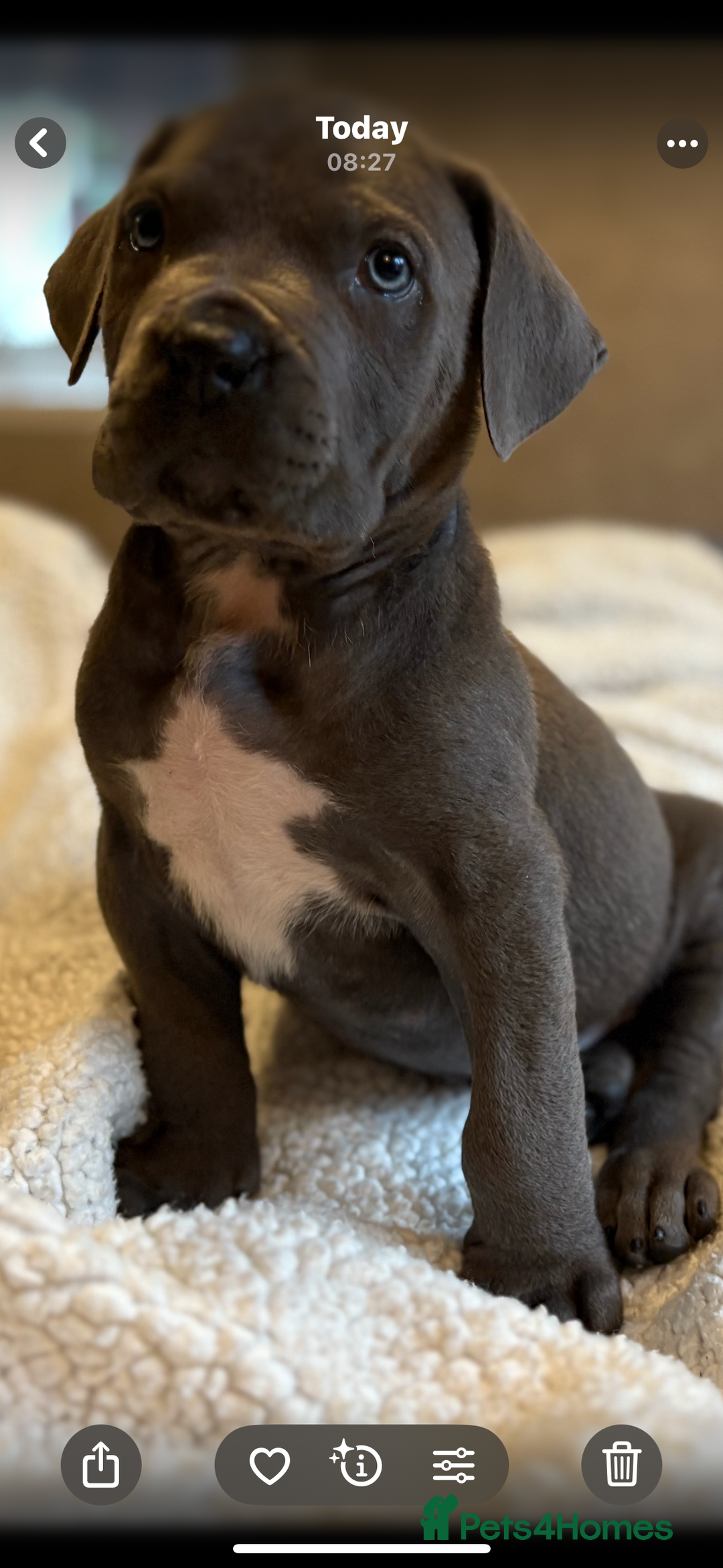 Boerboel dogs for sale: EXCEPTIONAL NABBR REGISTERED PUPPIES!  - Image 24