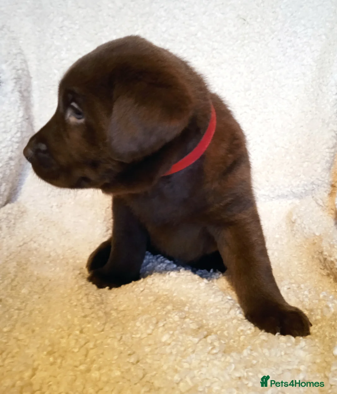 Labrador Retriever dogs for sale: KC CHOCOLATE LABRADORS PUPPIES, H TESTED PARENTS  - Advert 7