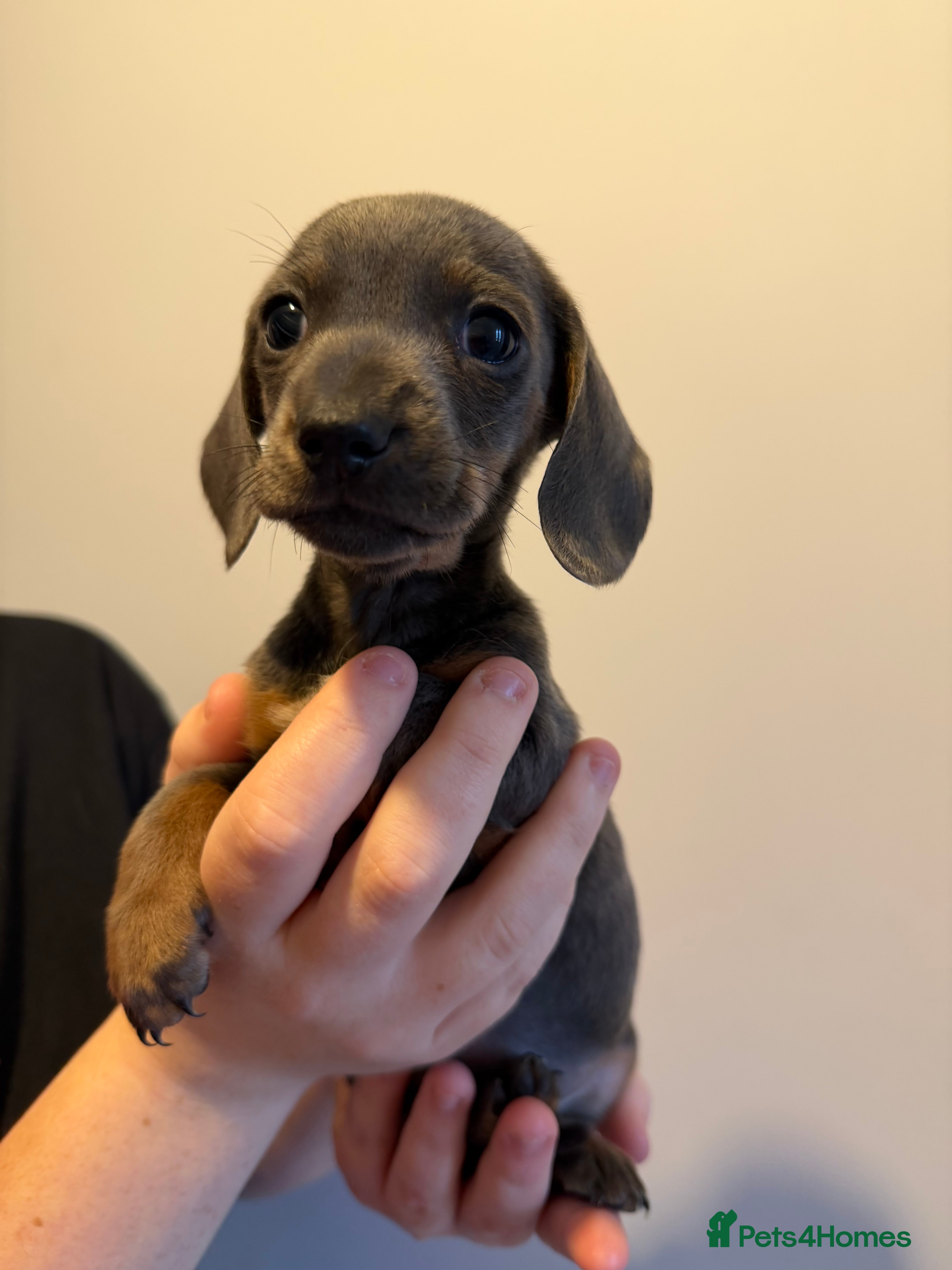 Miniature Dachshund dogs READY NOW 5 ⭐️⭐️ Miniature dashchunds - Advert 9
