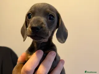 Miniature Dachshund dogs READY NOW 5 ⭐️⭐️ Miniature dashchunds - Advert 9