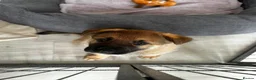 German Shepherd dogs for sale: 2x Female German Shephard puppies - Advert 5
