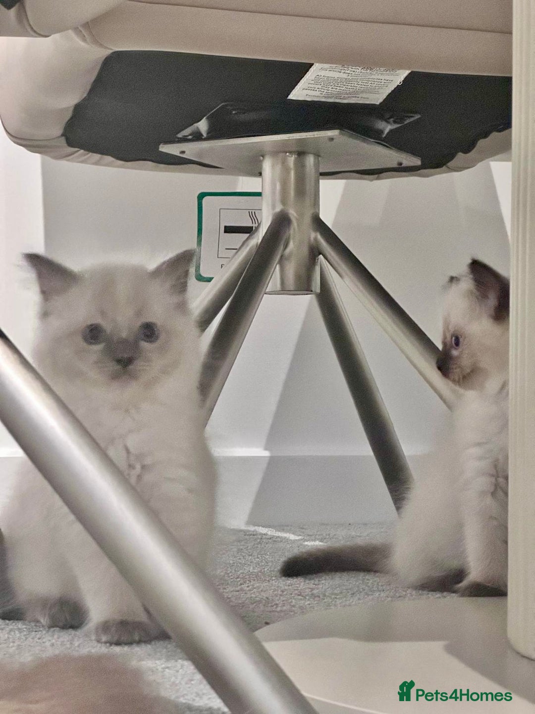 Ragdoll cats for sale: One male and one female left - Image 5