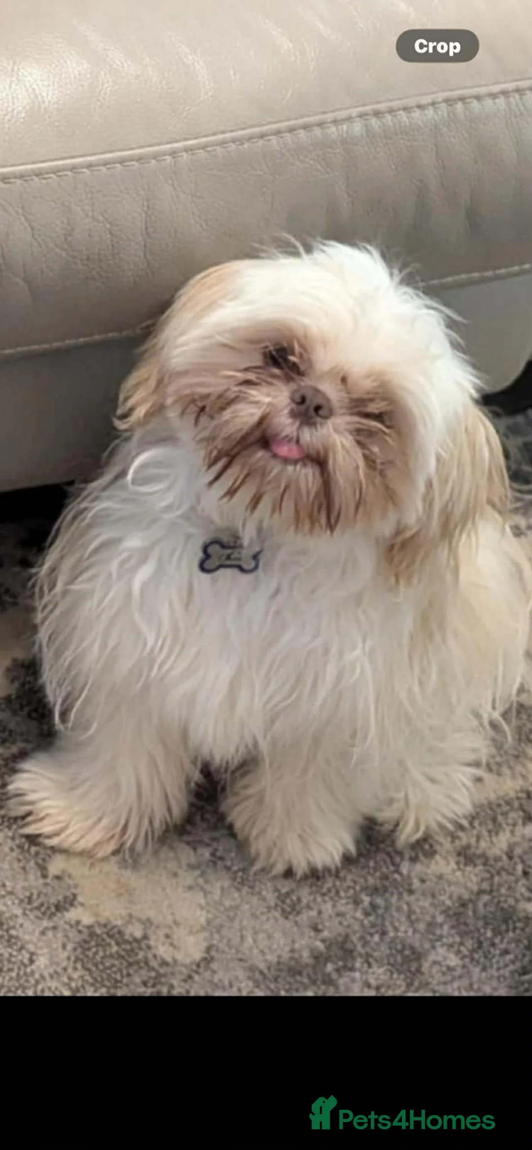 Shih Tzu dogs for sale: Male shih tzu - Advert 1