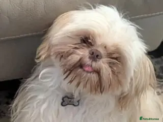 Shih Tzu dogs Male shih tzu - Advert 4