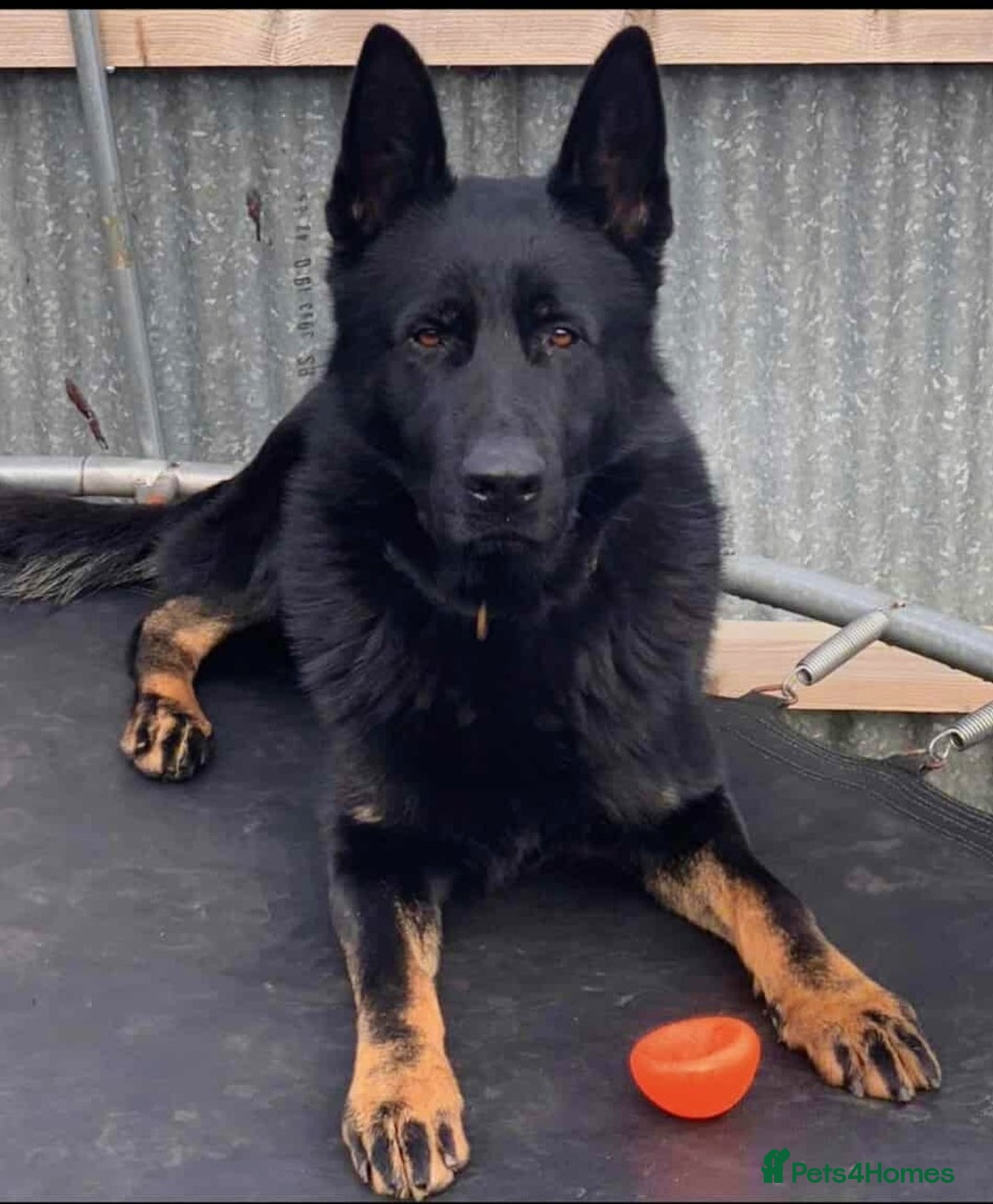 German Shepherd dogs for sale: BEAUTIFUL GERMAN SHEPHERD PUPS READY NOW - Image 39