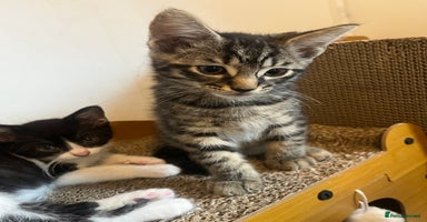 Mixed Breed cats in Waltham Cross - Advert 16