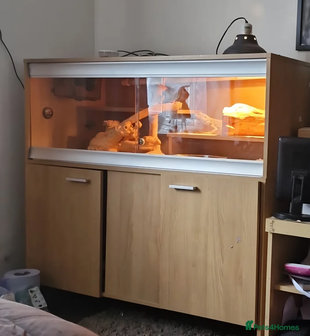 Bearded Dragon reptiles for sale: 5 year old lovely female Bearded Dragon + housing - Advert 6