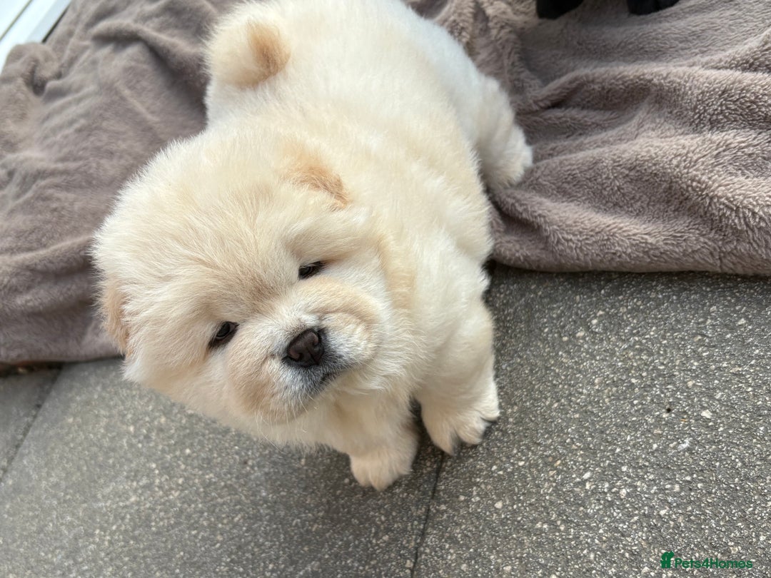 Chow Chow dogs for sale: Four Luxury Female ChowChows🐾 - Advert 4