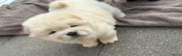 Chow Chow dogs for sale: Four Luxury Female ChowChows🐾 - Advert 4