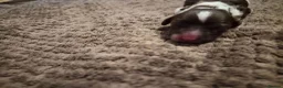 English Springer Spaniel dogs for sale: KC registered English Springer Spaniels - Advert 26