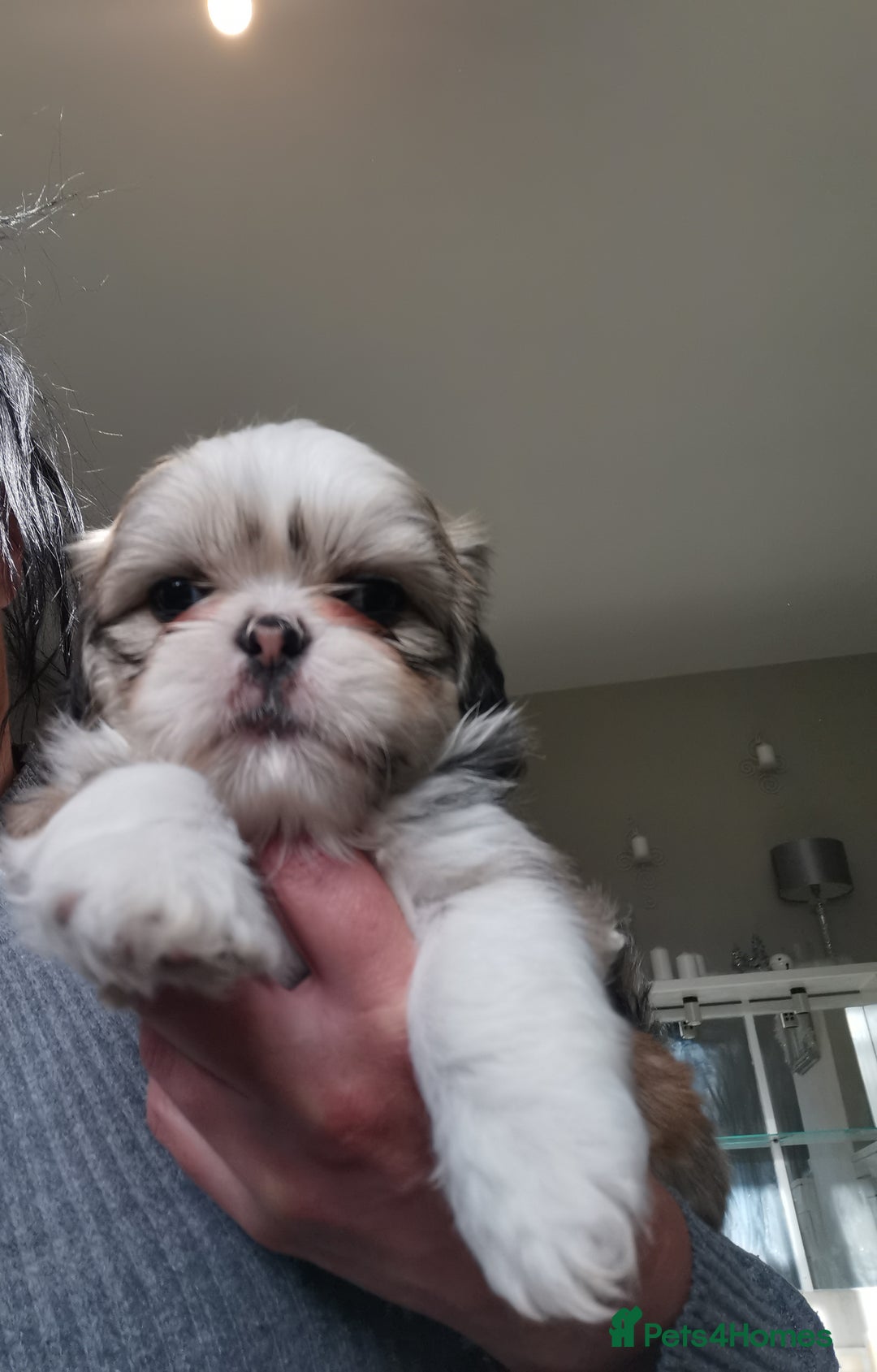 Mixed Breed dogs for sale: Adorable fluffy shihtzu pups - Advert 2