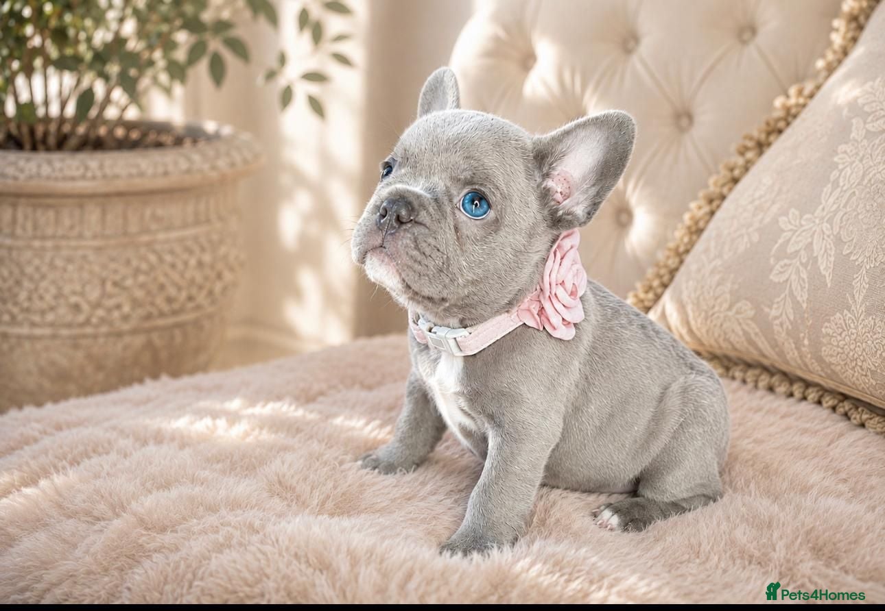French Bulldog dogs 🐶BEAUTIFUL PUPPIES🐶 - Advert 2