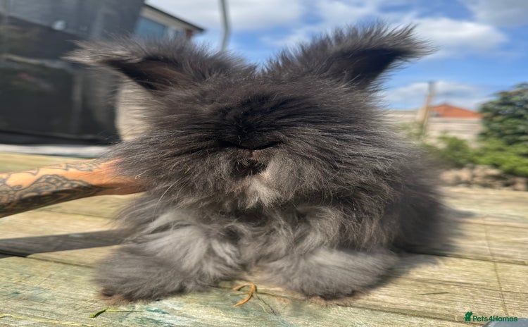 Angora rabbits - Advert 1