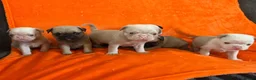 Pug dogs for sale: Unique pug puppies in Swanley - Advert 13
