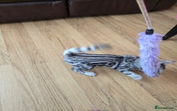 Bengal cats for sale: 3 exquisite Tica registered bengals *****READY NOW - Image 10