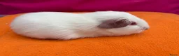 Guinea Pig rodents for sale: Californian & Himalayan - Boars & Sows - Advert 21