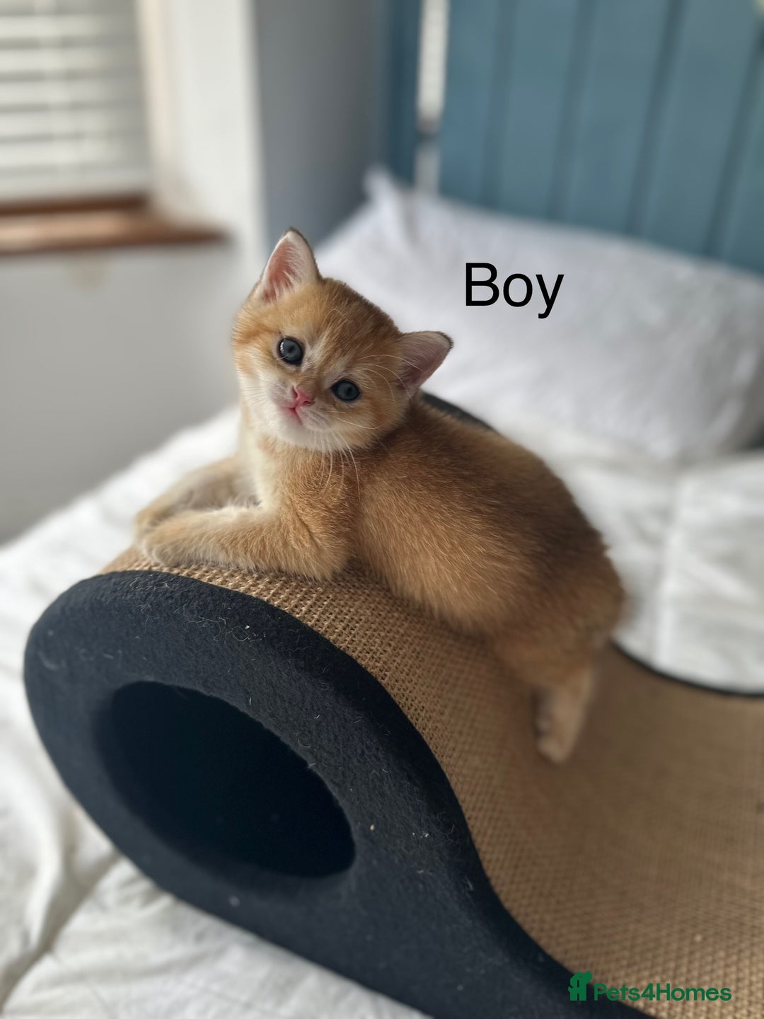 British Shorthair cats for sale: Stunning munchkin fur babies 😻🌼🌸🌺 - Image 6