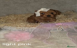 Cavapoo dogs for sale: Cavapoo f1b - Image 8