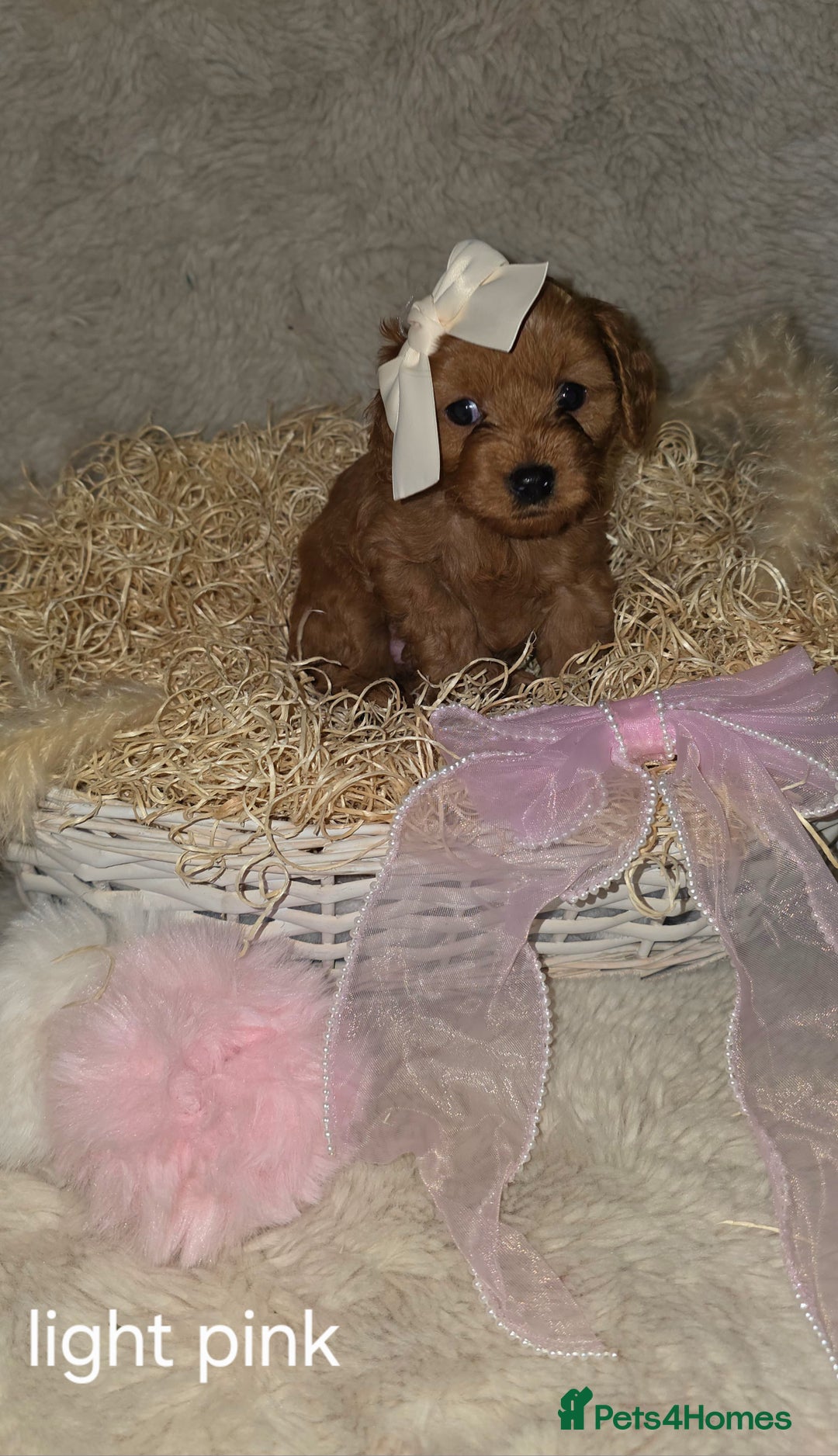 Cavapoo dogs for sale: Cavapoo f1b - Image 8