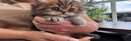Persian cats for sale: Full Persian Kittens  in Arundel - Advert 24
