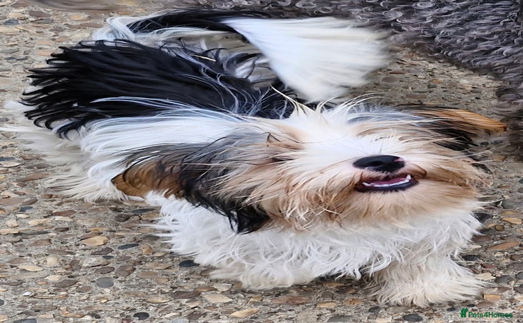 Biewer Terrier dogs - Advert 16