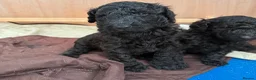 Standard Poodle dogs for sale: Afterglow standard poodles! in Cardiff - Advert 4